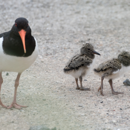 Helgoland_20170613_002