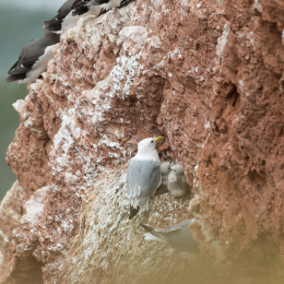 Helgoland_20170612_003