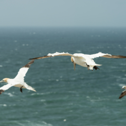 Helgoland_20170612_009