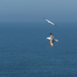 Helgoland_20170614_011