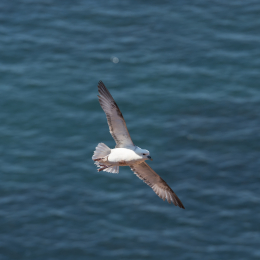 Helgoland_20170614_015