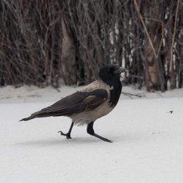 Helgoland_20170613_005