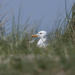 Helgoland_20170610_016