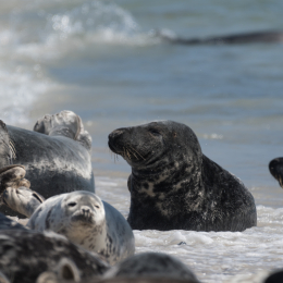 Helgoland_20170610_014