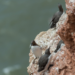 Helgoland_20170612_005