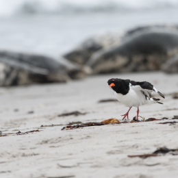 Helgoland_20170613_003