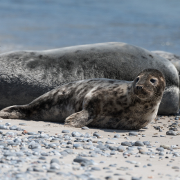Helgoland_20170610_009