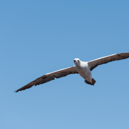 Helgoland_20170614_009