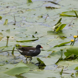 Helgoland_20170613_011