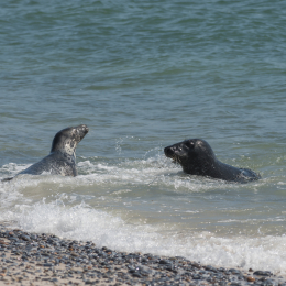 Helgoland_20170610_010
