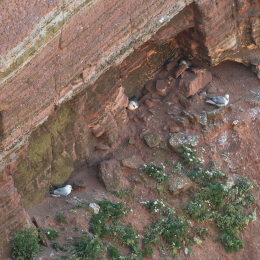 Helgoland_20170614_013
