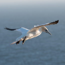 Helgoland_20170609_011