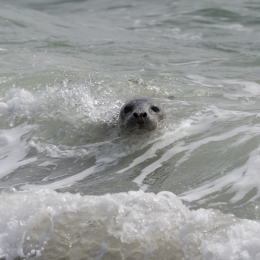 Helgoland_20170610_001