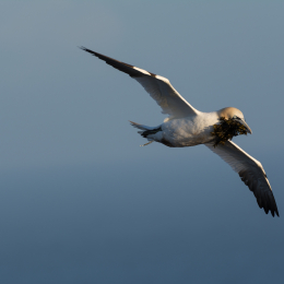 Helgoland_20170609_015