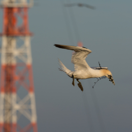 Helgoland_20170609_013