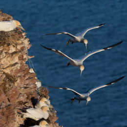 Helgoland_20170609_017