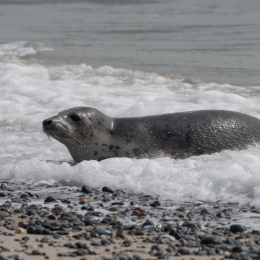 Helgoland_20170610_003