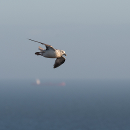 Helgoland_20170609_010