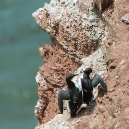 Helgoland_20170612_007