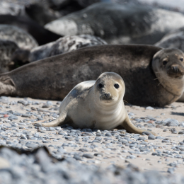 Helgoland_20170610_007