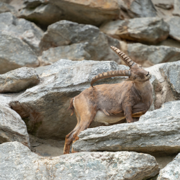 Urlaub_2018_Tirol_20180527_008