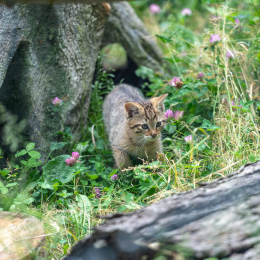 Urlaub_2018_Tirol_20180527_021