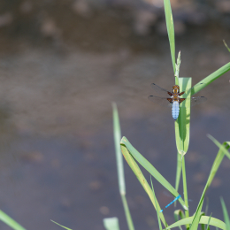Urlaub_Tirol_2019_20190620_0346