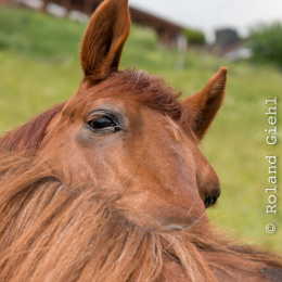 Urlaub_Tirol_2019_20190620_0359