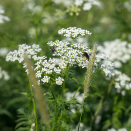 Urlaub_Tirol_2019_20190620_0384