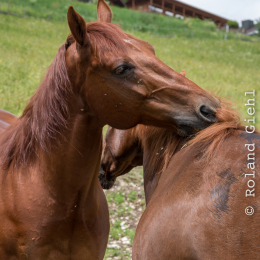 Urlaub_Tirol_2019_20190620_0363