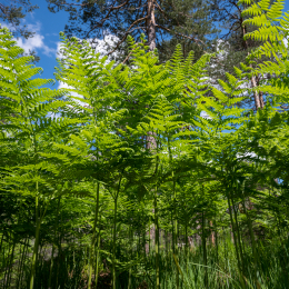 Urlaub_Tirol_2019_20190619_0266