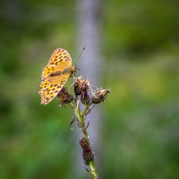Urlaub-2020-Tirol_20200902_0028