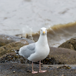 Urlaub_2022_Romo_Tag_09_018_20220613