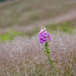 Urlaub_2022_Romo_Tag_13_009_20220617