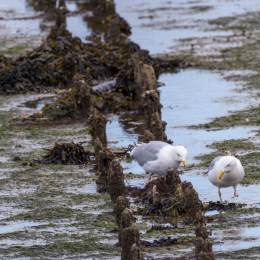 Urlaub_2022_Romo_Tag_09_011_20220613