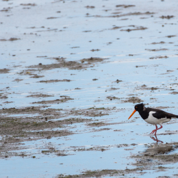 Urlaub_2022_Romo_Tag_09_014_20220613