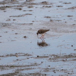 Urlaub_2022_Romo_Tag_09_007_20220613