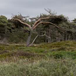 Urlaub_2022_Romo_Tag_06_024_20220610