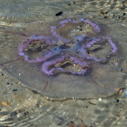 Urlaub_2022_Romo_Tag_11_011_20220615