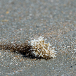 Urlaub_2022_Romo_Tag_11_010_20220615