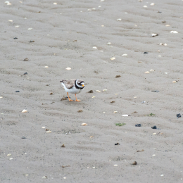 Urlaub_2022_Romo_Tag_09_016_20220613