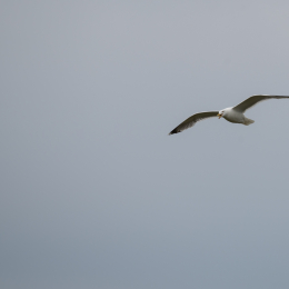 Urlaub_2022_Romo_Tag_13_022_20220617