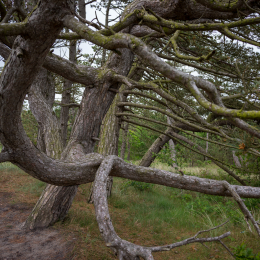 Urlaub_2022_Romo_Tag_05_012_20220609