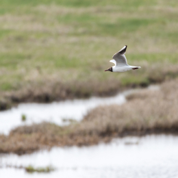 Urlaub_2022_Romo_Tag_09_023_20220613