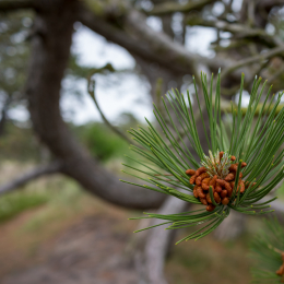 Urlaub_2022_Romo_Tag_05_011_20220609