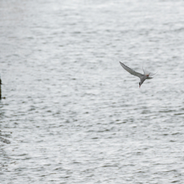 Urlaub_2022_Romo_Tag_09_019_20220613