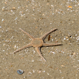 Urlaub_2022_Romo_Tag_11_014_20220615