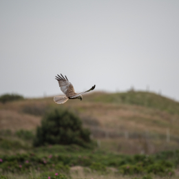 Urlaub_2022_Romo_Tag_13_012_20220617