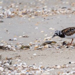 Urlaub_2022_Romo_Tag_09_015_20220613