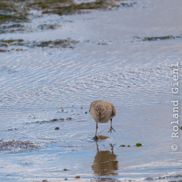 Urlaub_2022_Romo_Tag_09_010_20220613